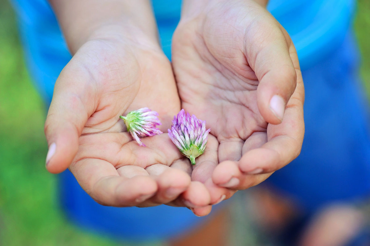 the-flowers-of-clover-in-childrens-hands